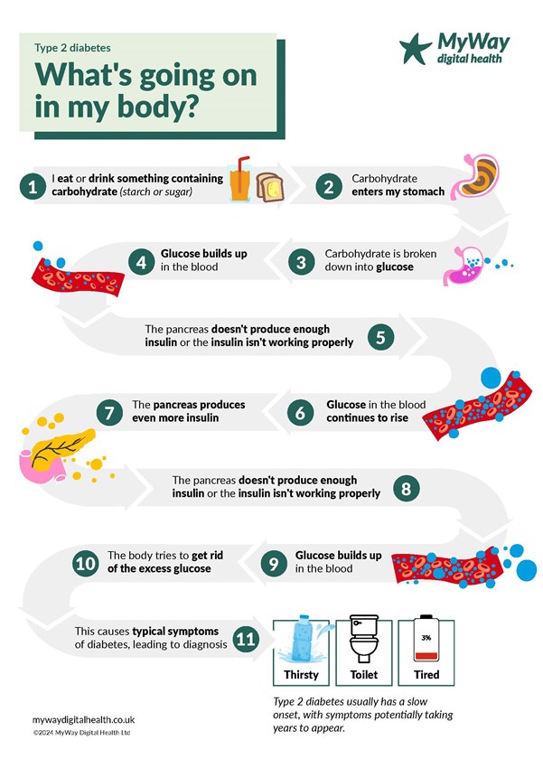 I eat or drink something containing carbohydrate. Carbohydrate enters my stomach. Carbohydrate is broken down to glucose. Glucose builds up in the blood. The pancreas doesn't produce enough insulin or the insulin isn't working properly. The pancreas produces even more insulin. Glucose in the blood continues to rise. The pancreas doesn't produce enough insulin or the insulin isn't working properly. Glucose builds up in the blood. The body tries to get rid of the excess glucose. This causes typical symptoms of diabetes, leading to diagnosis - Thirsty, Toilet, Tired